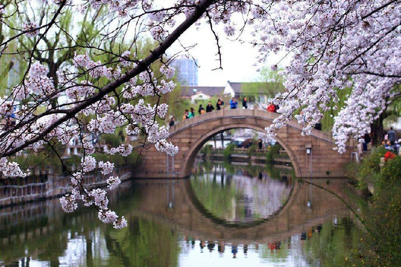 护城河畔樱花季