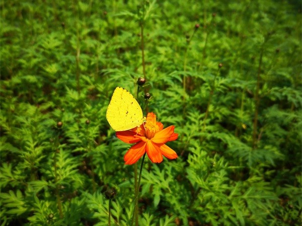 蝶恋花