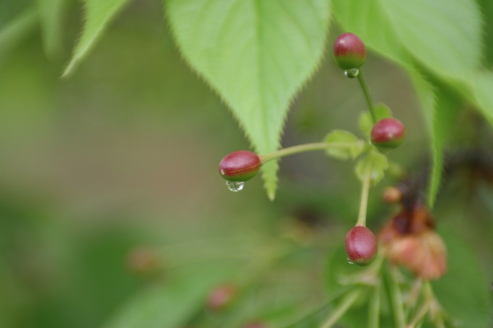 春雨贵如油